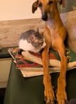 dog and cat