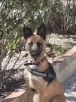 germandog_n