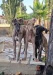 threegalgos
